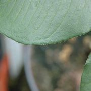 Image of Amorphophallus serrulatus  Hett. & A. Galloway.