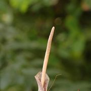 Image of Amorphophallus serrulatus  Hett. & A. Galloway.