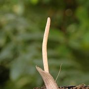 Image of Amorphophallus serrulatus  Hett. & A. Galloway.