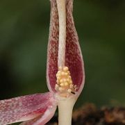 Image of Amorphophallus serrulatus  Hett. & A. Galloway.