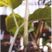 Image of Amorphophallus sinuatus  Hett. & V.D. Nguyen.