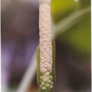 Image of Amorphophallus sinuatus  Hett. & V.D. Nguyen.