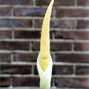 Image of Amorphophallus sizemoreae  Hett..