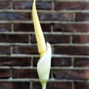 Image of Amorphophallus sizemoreae  Hett..