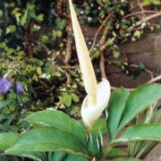 Image of Amorphophallus sizemoreae  Hett..