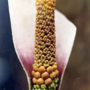 Image of Amorphophallus smithsonianus  Sivad..