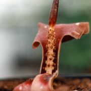 Image of Amorphophallus sparsiflorus  Hook. f..