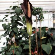 Image of Amorphophallus spectabilis  (Miq.) Engl..