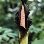 Image of Amorphophallus spectabilis  (Miq.) Engl..