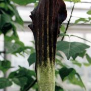 Image of Amorphophallus spectabilis  (Miq.) Engl..