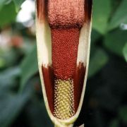 Image of Amorphophallus spectabilis  (Miq.) Engl..