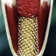 Image of Amorphophallus spectabilis  (Miq.) Engl..