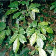 Image of Amorphophallus spectabilis  (Miq.) Engl..