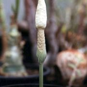 Image of Amorphophallus subpedatus  Nguyen V.D. & Hett..