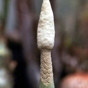 Image of Amorphophallus subpedatus  Nguyen V.D. & Hett..