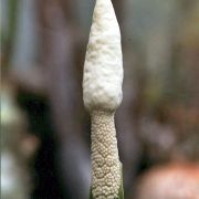 Image of Amorphophallus subpedatus  Nguyen V.D. & Hett..