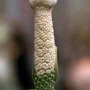 Image of Amorphophallus subpedatus  Nguyen V.D. & Hett..