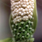 Image of Amorphophallus subpedatus  Nguyen V.D. & Hett..