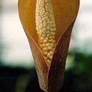 Image of Amorphophallus sumawongii  (Bogn.) Bogn..