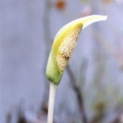 Image of Amorphophallus sumawongii  (Bogn.) Bogn..