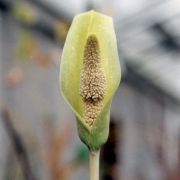 Image of Amorphophallus sumawongii  (Bogn.) Bogn..