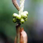 Image of Amorphophallus sumawongii  (Bogn.) Bogn..