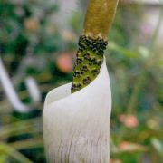 Image of Amorphophallus sylvaticus  (Roxb.) Kunth.