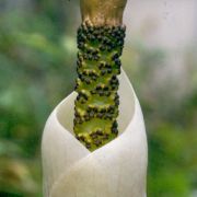 Image of Amorphophallus sylvaticus  (Roxb.) Kunth.