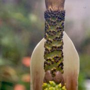 Image of Amorphophallus sylvaticus  (Roxb.) Kunth.