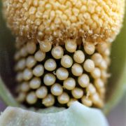 Image of Amorphophallus symonianus  Hett. & M. Sizemore.