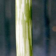 Image of Amorphophallus symonianus  Hett. & M. Sizemore.