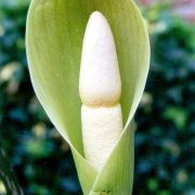 Image of Amorphophallus symonianus  Hett. & M. Sizemore.