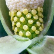 Image of Amorphophallus symonianus  Hett. & M. Sizemore.