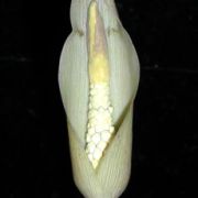 Image of Amorphophallus synandrifer  Hett. & Nguyen V.D..