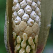 Image of Amorphophallus synandrifer  Hett. & Nguyen V.D..