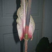 Image of Amorphophallus taurostigma  Ittenb. & Hett..