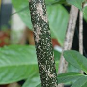 Image of Amorphophallus taurostigma  Ittenb. & Hett..