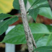 Image of Amorphophallus taurostigma  Ittenb. & Hett..