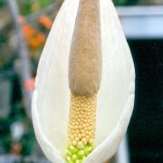 Image of Amorphophallus tenuispadix  Hett..