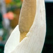 Image of Amorphophallus tenuispadix  Hett..