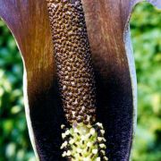 Image of Amorphophallus tenuistylis  Hett..