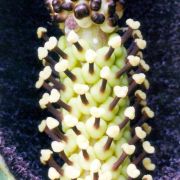 Image of Amorphophallus tenuistylis  Hett..