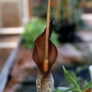 Image of Amorphophallus tenuistylis  Hett..