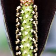 Image of Amorphophallus tenuistylis  Hett..