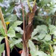 Image of Amorphophallus tenuistylis  Hett..