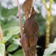 Image of Amorphophallus tenuistylis  Hett..