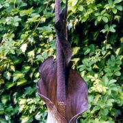 Image of Amorphophallus tenuistylis  Hett..