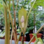 Image of Amorphophallus thaiensis  S.-Y. Hu.