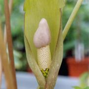 Image of Amorphophallus thaiensis  S.-Y. Hu.