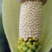 Image of Amorphophallus thaiensis  S.-Y. Hu.